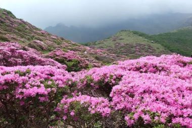 Rhododendron Trek